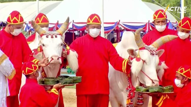 พระโคเสี่ยงทาย กินหญ้า-เหล้า ขณะไทยเตรียมรับฤดูฝน 19 พ.ค.นี้