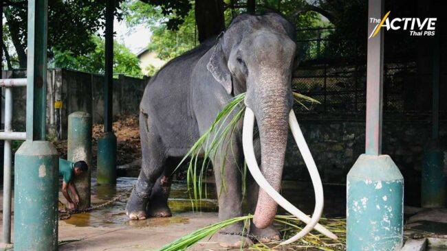 สัญญาณดี! ควาญฝึก 'พลายศักดิ์สุรินทร์' ก่อนกลับไทย 2 ก.ค.นี้