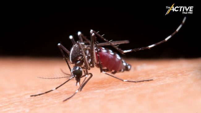 เล็งใช้กฎหมาย ควบคุมโรคไข้เลือดออก 18 จังหวัดระบาดหนัก