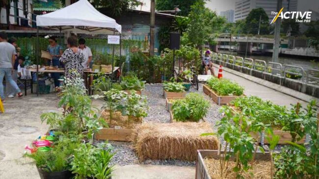 เปิดพื้นที่สวนผักกินได้ริมคลองแสนแสบ
