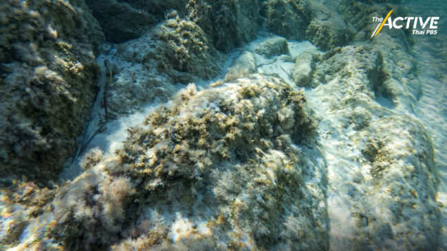 นักวิจัยจุฬาฯ หวั่นน้ำมันรั่วทะเลชลบุรีทำ “ปะการัง” เป็นหมัน