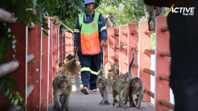 กทม.จัดระเบียบ “ลิงบางขุนเทียน” หวังเห็นผลใน 1 เดือน