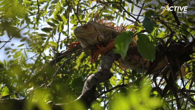 ลุยเก็บตัวอย่าง “อีกัวนาเขียว” เอเลี่ยนสปีชีส์ต่างแดน ระบาดหนักลพบุรี