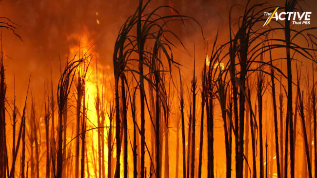 เปิดแผนจัดการฝุ่นเชิงรุก ตั้งเป้าลดการเผา 50%