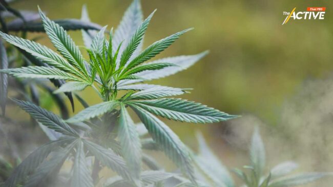 ห่วงเยาวชนใช้ 'กัญชา' สูงขึ้น - ต่างชาติมองไทยปลดล็อก หาเรื่องใส่ตัว