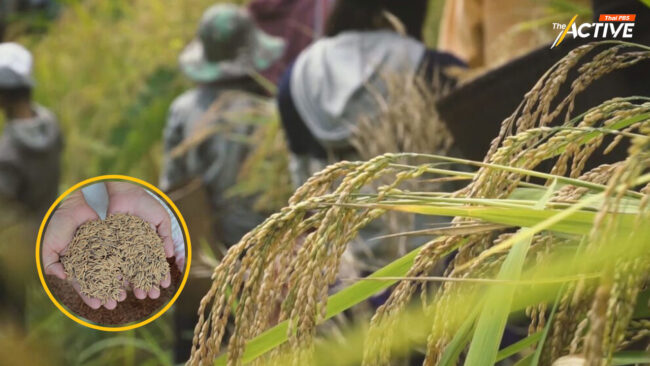 สำรวจอุปสรรค อนาคตข้าวไทย