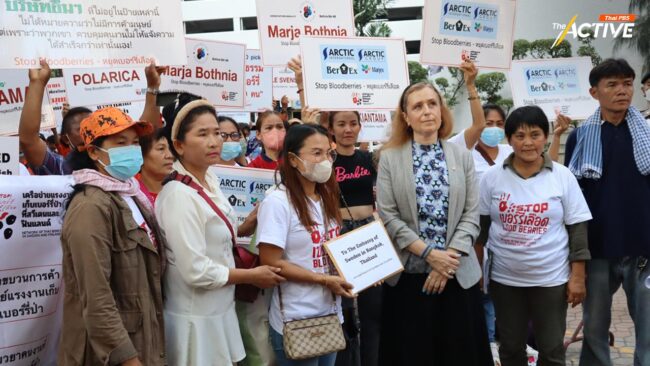 แรงงานเก็บเบอร์รี่ป่า สวีเดน – ฟินแลนด์ ร้องค่าชดเชยไม่เป็นธรรม