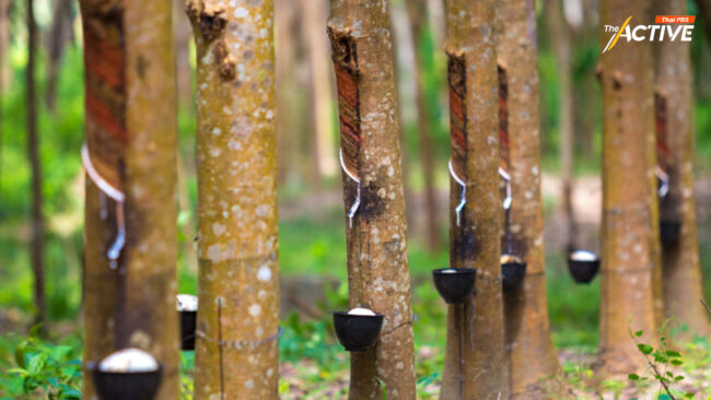 ชาวสวนยางพารา เตรียมปรับเข้ามาตรฐานสอบย้อนกลับ รับ EUDR