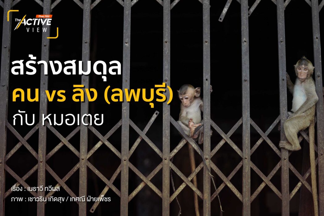 สร้างสมดุล...คน vs ลิง (ลพบุรี) กับ หมอเตย