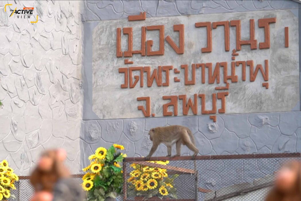 'วัดพระบาทน้ำพุ' กู้วิกฤต 'ลิง' ล้นเมือง