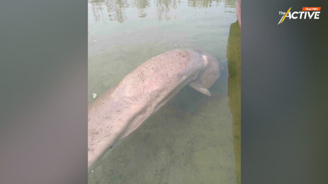 'ธรณ์' เผย 10 ข้อเท็จจริง “ทะเลเดือด” หายนะหญ้าทะเลถึงพะยูน