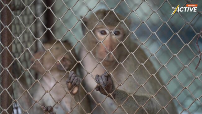 ลุยจับ 'ลิงลพบุรี' เล็งย้ายจ่าฝูง ดุ เกเร ตั้งเป้า 50 ตัว