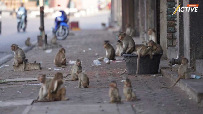 ทส.ยอมเพิ่มระเบียบจ่ายเงินเยียวยา ประชาชน ถูกลิงทำร้าย