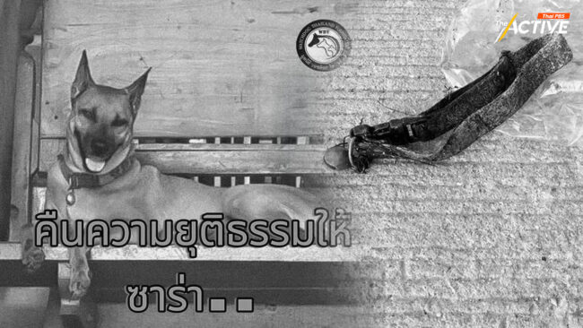 ยกกรณี “ซาร่า” ช่องโหว่จับกุม-สวัสดิภาพ สุนัขจรจัดไทย