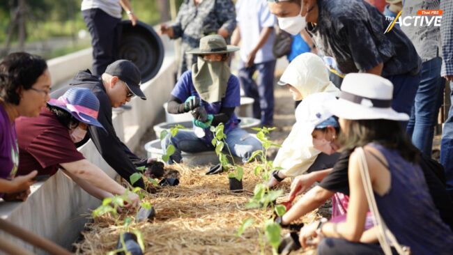 ชวนคนกรุง ทำ 'เกษตรในเมือง' ลดภาวะเนือยนิ่ง สร้างพื้นที่สีเขียวกินได้