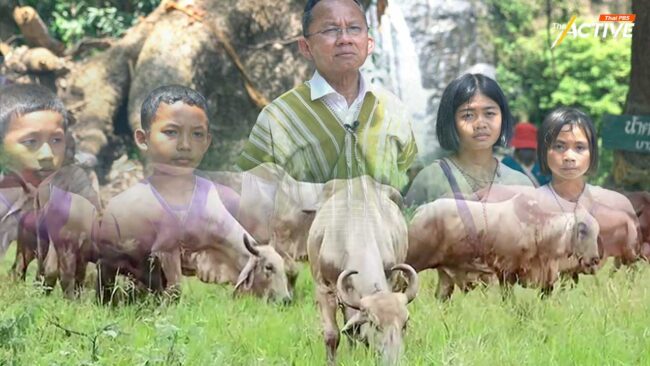 'สมศักดิ์' หนุนชุมชนชาติพันธุ์เลี้ยงวัว เพิ่มรายได้ ไม่กระทบป่า