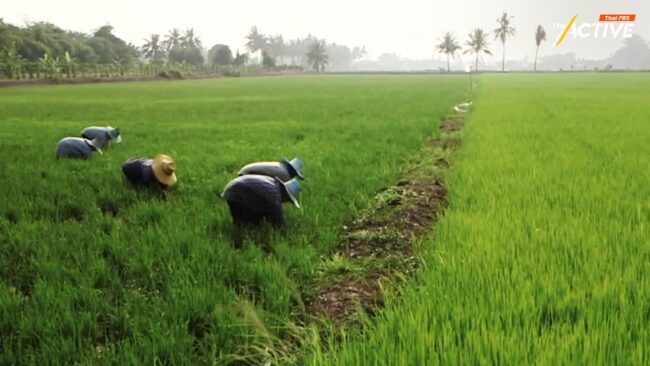 ขอผลเสี่ยงทาย 'วันพืชมงคล' เป็นจริง ความหวัง 'ชาวนา' สู้ภาวะโลกร้อน