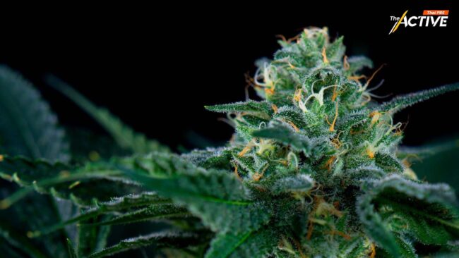 เครือข่ายฯ จี้ สธ. เทียบโทษเหล้า-บุหรี่ กับ กัญชา ก่อนคืนสู่ยาเสพติด