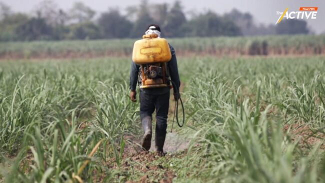 ผุดกลไก สแกนสารพิษตกค้างผัก ผลไม้ ลดเสี่ยงก่อโรค NCDs