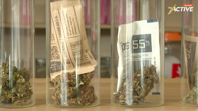 ศศก.หนุนดึง 'กัญชา' กลับสู่ยาเสพติด-ออกแบบใช้ให้รัดกุมขึ้น