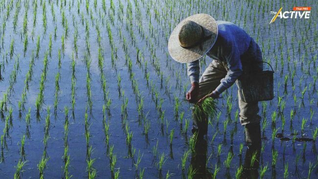 กระทรวงดิจิทัลฯ เสนอร่างกฎกระทรวงสำมะโนการเกษตร