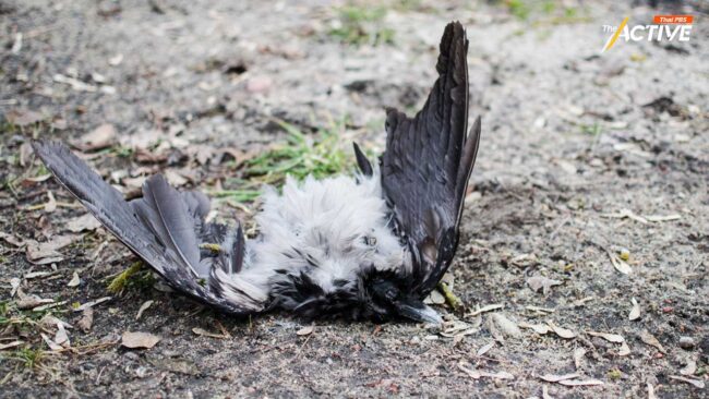 ไทยเฝ้าระวังไข้หวัดนก หลังสหรัฐฯพบผู้ติดเชื้อจากโคนม รายที่ 2