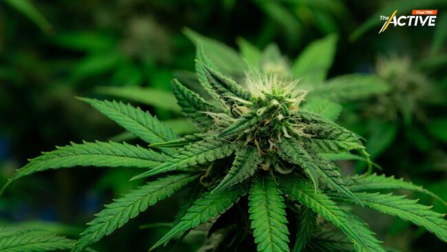 'โฆษกภูมิใจไทย' ย้ำปม ‘กัญชา’ ไม่กระทบร่วมรัฐบาล จี้ดันกฎหมายคุม