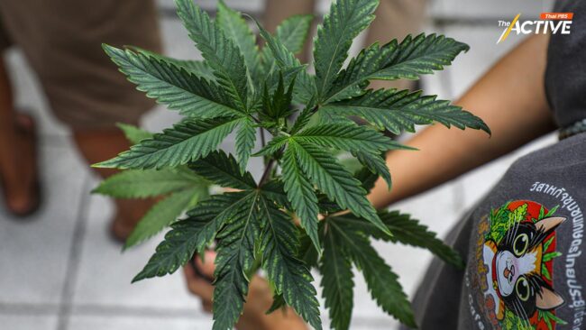 กัญชาไม่กลับเป็นยาเสพติดแล้ว! 'เศรษฐา' กลับลำ เดินหน้า พ.ร.บ.กัญชาฯ