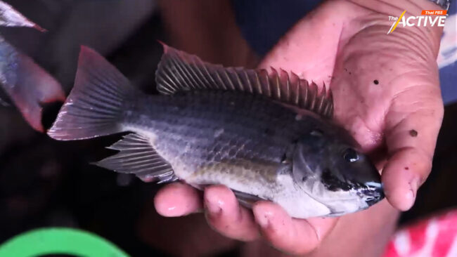 'ปลาหมอคางดำ' โผล่ บึงมักกะสัน นักวิชาการ ชี้ เกินควบคุม