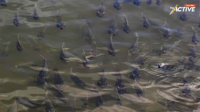 โยก ‘กองทุนฯ ยาง’ ปราบ ‘ปลาหมอคางดำ’ โอกาสเกษตรกร หรือ ลดทอนยางยั่งยืน