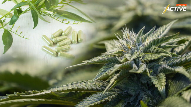 จี้ สธ. ตอบปมกีดกัน 'กัญชา-ฟ้าทะลายโจร' ล็อกสเปกยา เอื้อทุน ?