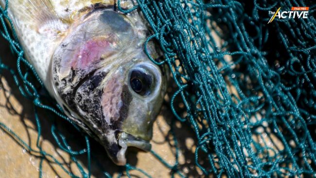 กระทรวงเกษตรฯ ขีดเส้น 7 วัน สอบข้อเท็จจริง 