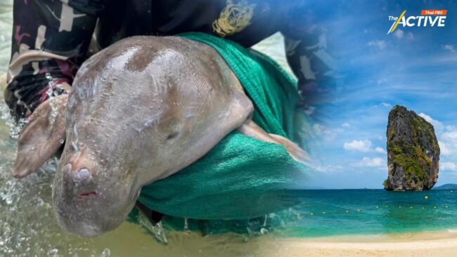 ดูแล 24 ชม. พะยูนน้อย พลัดลงกับแม่บริเวณเกาะปอดะ พบยังลอยตัวผิดปกติ