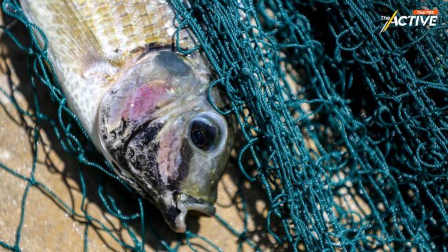 ครม. เคาะงบฯ 450 ล้าน ล้างบาง 'ปลาหมอคางดำ'