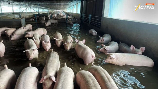 เร่งช่วยเกษตรกรเลี้ยงสัตว์ภาคเหนือ เดือดร้อนน้ำท่วมหนัก