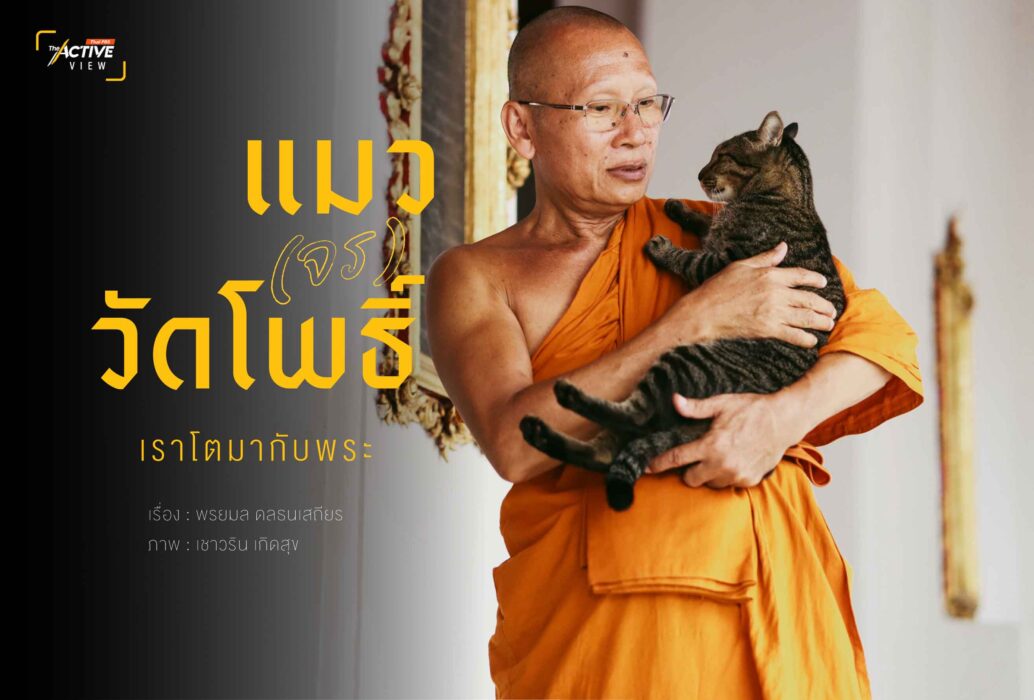 แมว(จร)วัดโพธิ์...เราโตมากับพระ