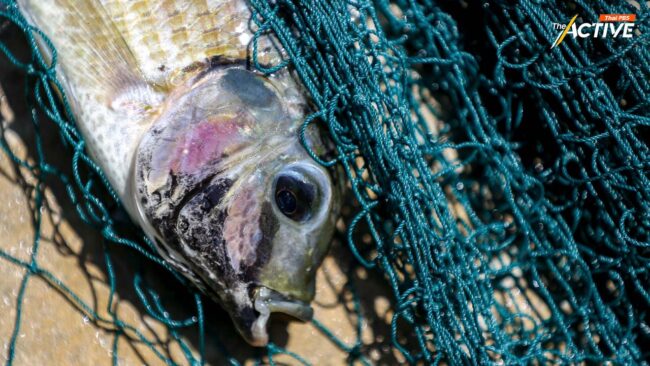 ผู้เสียหายจาก 'ปลาหมอคางดำ' แม่กลอง ลุยฟ้อง 2 ศาล เอาผิด รัฐ - เอกชน