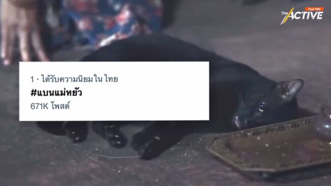 สัตวแพทยสภาพร้อมดำเนินการปม วางยาสลบแมว ขณะ #แบนแม่หยัว พุ่งอันดับหนึ่ง