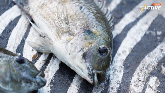 ศาลแพ่ง เลื่อนไต่สวนรับฟ้องคดีแบบกลุ่ม ปมผลกระทบ 'ปลาหมอคางดำ'