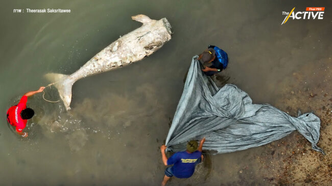 วิกฤตพะยูน! ล่าสุดพบถูกฆ่าตัดหัว – อพยพย้ายถิ่นเพราะขาดอาหารหนัก