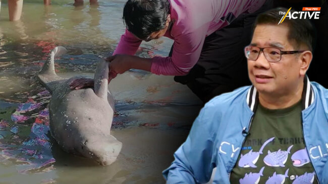 พะยูนตาย! สัญญาณเตือนวิกฤต 'ธรณ์' หวัง COP29 ยื่นมือช่วย ตั้งกองทุนแก้โลกร้อน