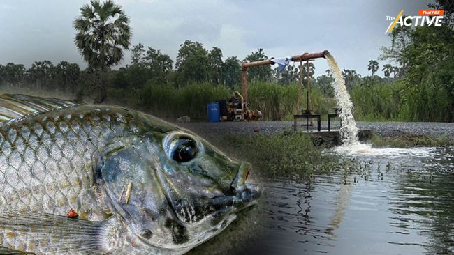 ห่วงน้ำท่วม อ.ระโนด ตัวเร่ง 'ปลาหมอคางดำ' ระบาด! สร้างหายนะ สู่ 'ทะเลสาบสงขลา'