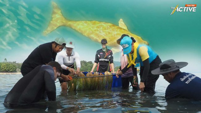 ลุย 4 มาตรการ แก้วิกฤต ‘พะยูน’ เกยตื้น เร่งฟื้นหญ้าทะเล