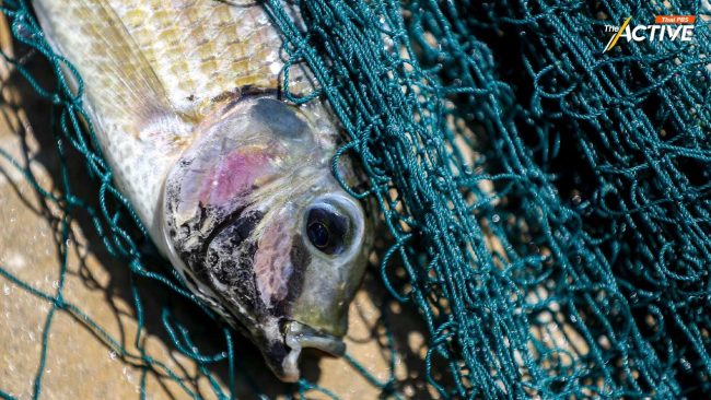 “ปลาหมอคางดำ” ยังระบาด ชาวบ้านสูญเงินหลักแสน