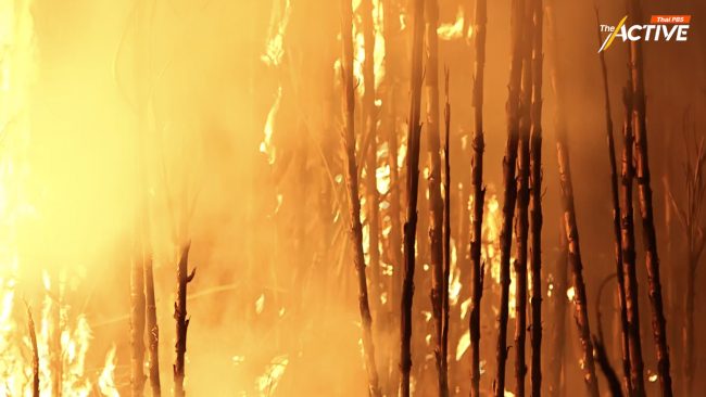 'ชาวไร่อ้อย' วอน อย่าโยนบาปต้นตอฝุ่น PM2.5