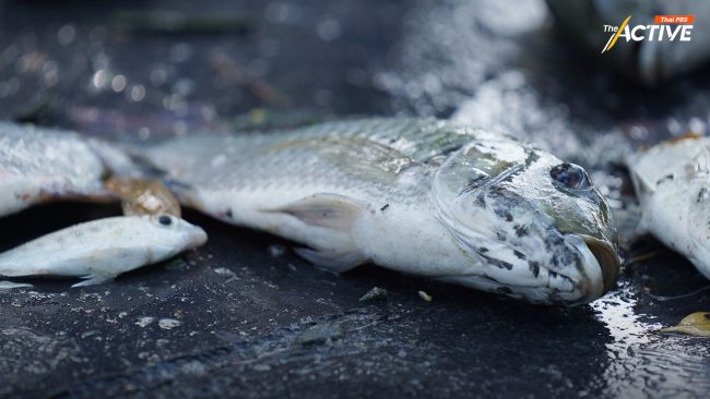 คนแม่กลอง หวัง อบจ.ใหม่ ช่วยจัดการ 'ปลาหมอคางดำ' ระบาด