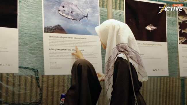 เปิดภาพใต้น้ำหลังเส้น 12 ไมล์ทะเล พิสูจน์คุณค่าทะเลไทยมีมากกว่า 'ปลากะตัก'