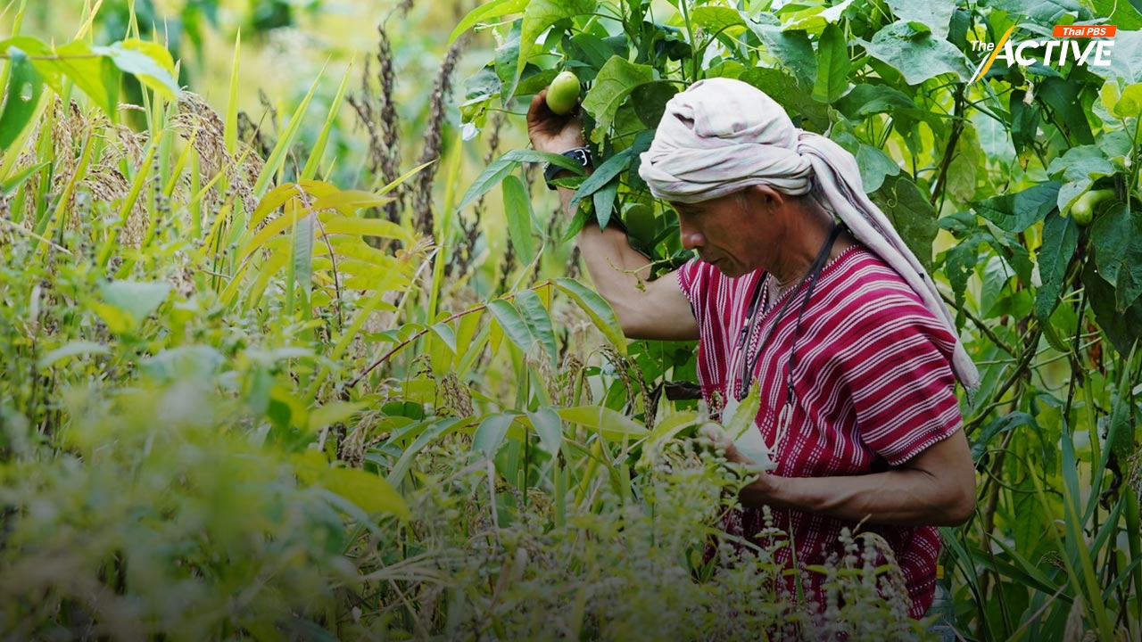 พีมูฟ ย้ำ กม.ชาติพันธุ์ วัดใจ ‘เพื่อไทย’ หากคว่ำหมวด ‘พื้นที่คุ้มครองฯ’ เท่ากับหักหลังประชาชน