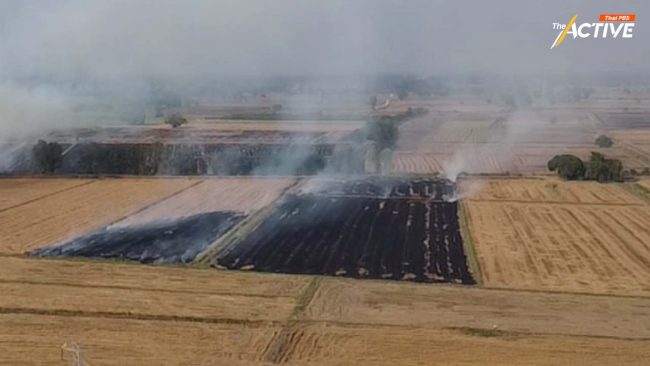 ห้ามเผา! เสียงสะท้อน ทุกข์ชาวนาทุ่งรับน้ำ หวั่นเกี่ยวข้าวไม่ทันหน้าน้ำหลาก ก.ย.นี้