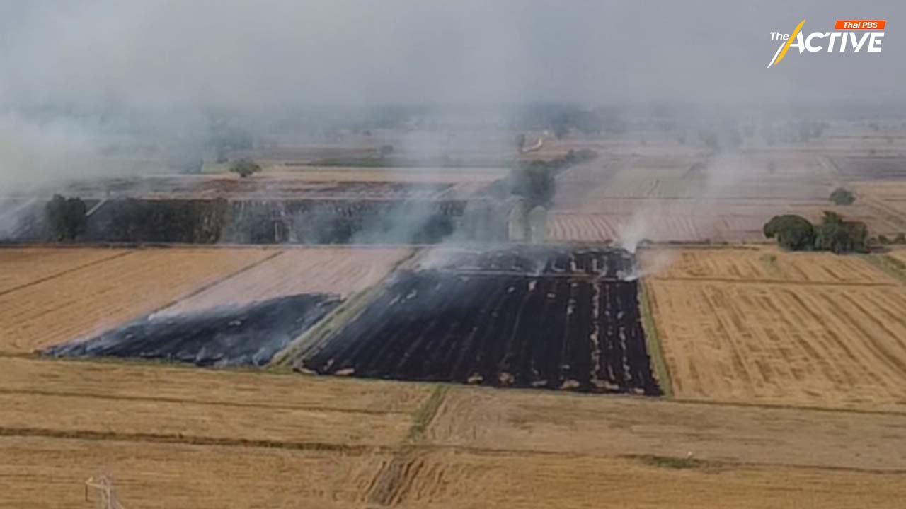 ห้ามเผา! เสียงสะท้อน ทุกข์ชาวนาทุ่งรับน้ำ หวั่นเกี่ยวข้าวไม่ทันหน้าน้ำหลาก ก.ย.นี้